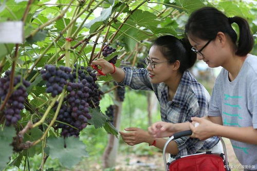 農民賣干辣椒、干棗要辦證？網友細摳新舊法規差異引熱議
