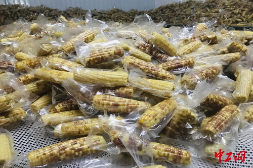 訂單玉米 寧洱縣助農(nóng)脫貧的“金色鑰匙”